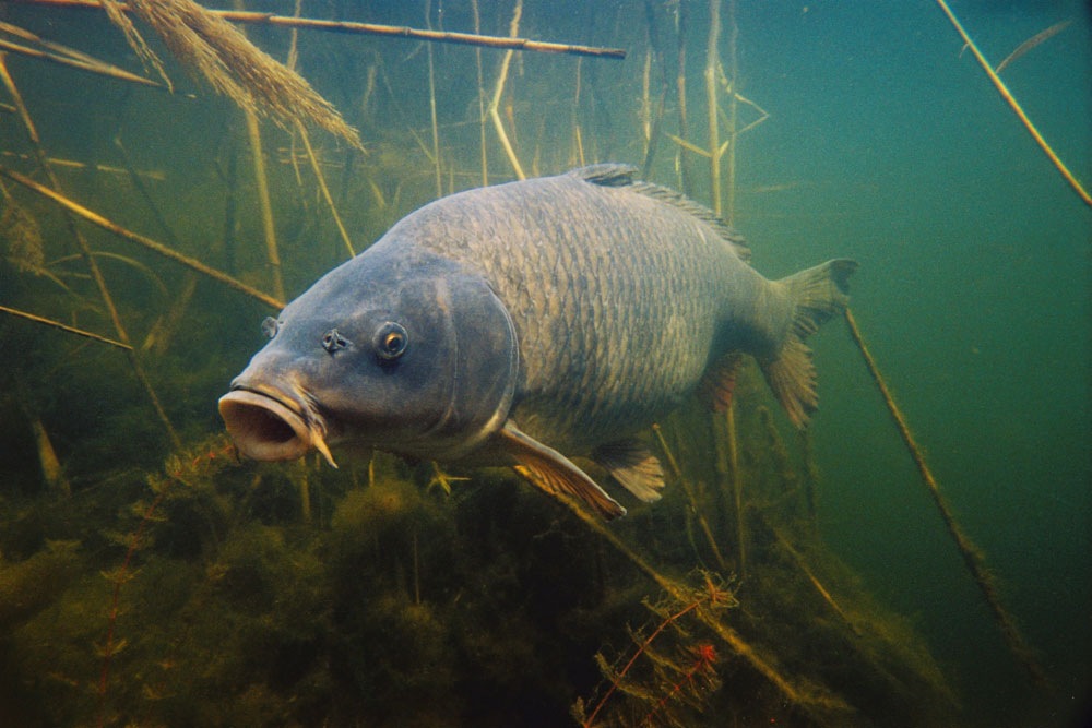 carp under water