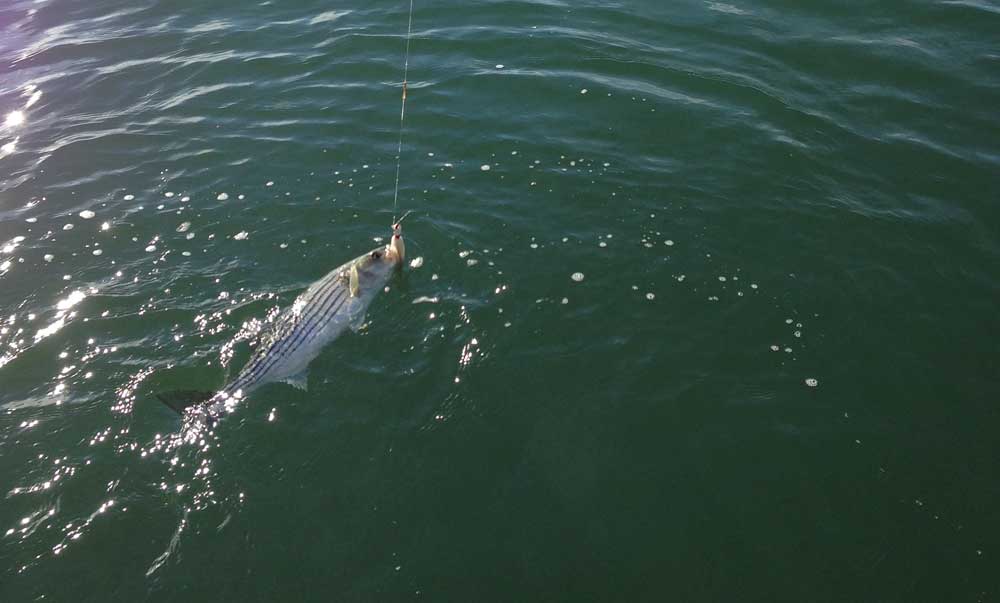 catch and release striped bass