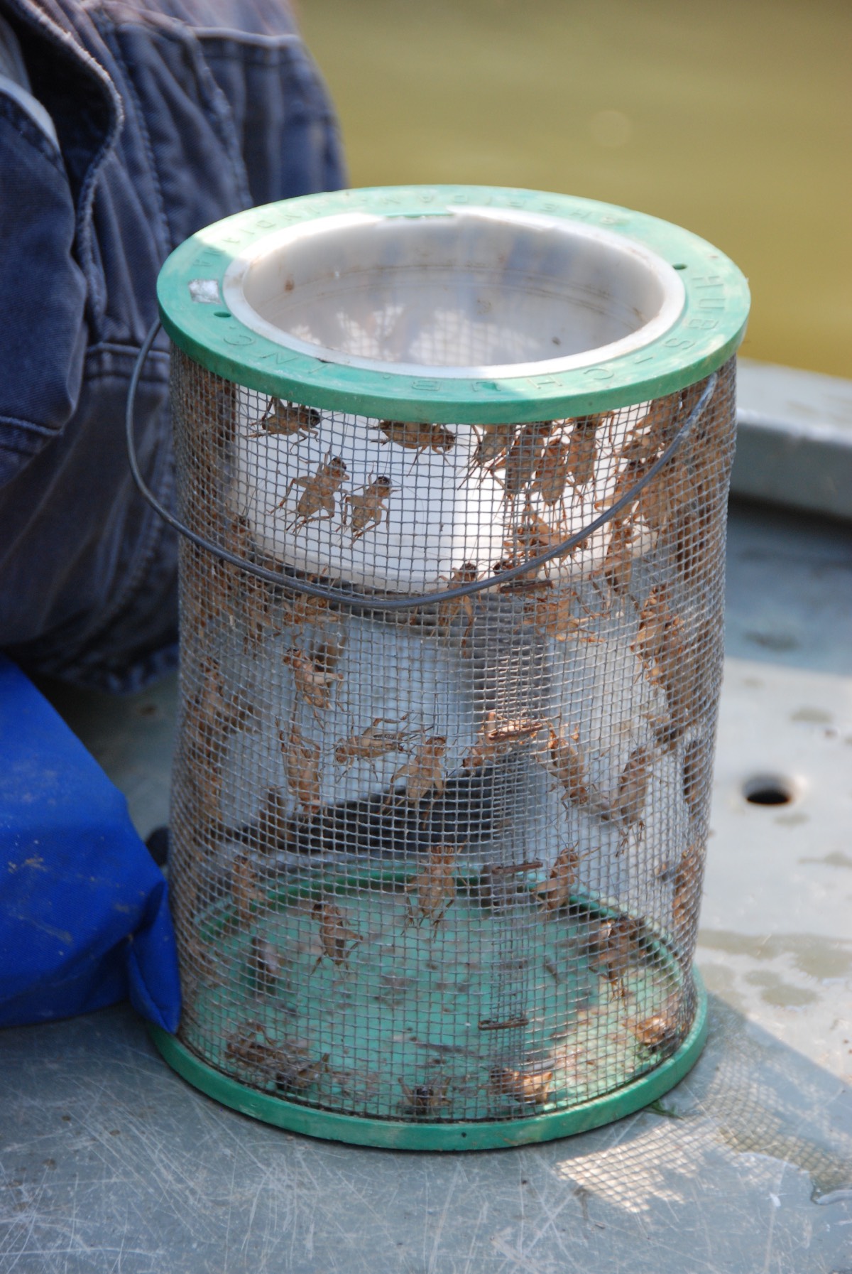 3 Strategies for Catching Bluegills