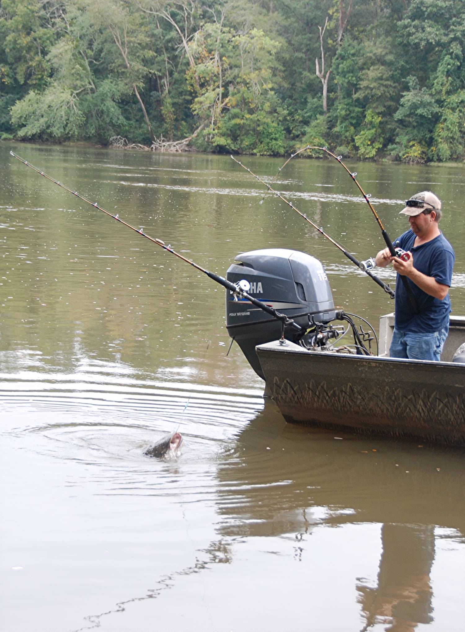 catfish