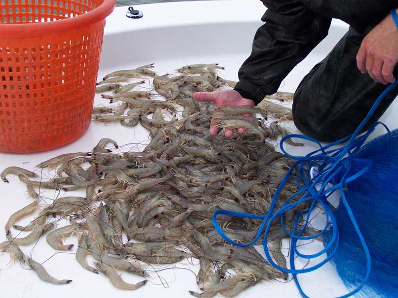 shrimp catch