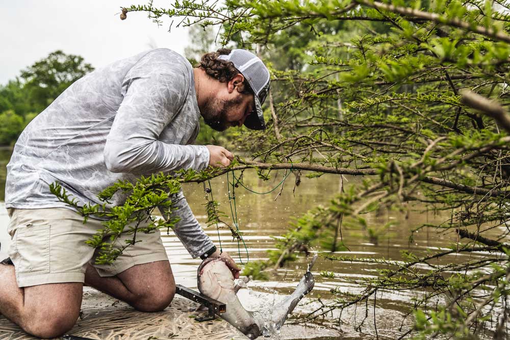 catfish on limb line