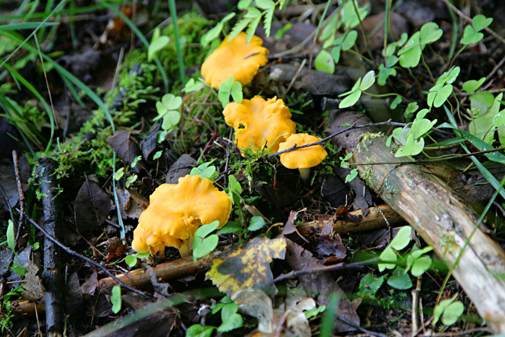 chanterelle mushrooms