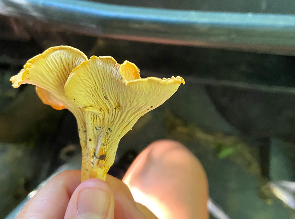 chanterelle mushroom