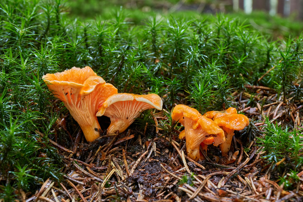 golden chanterelles