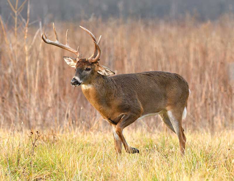 characteristics of whitetail deer antlers