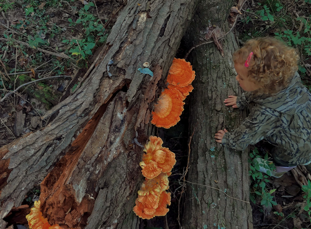 chicken of the woods mushrooms