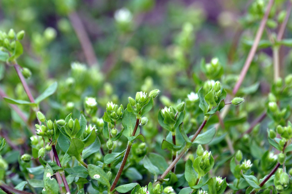 chickweed