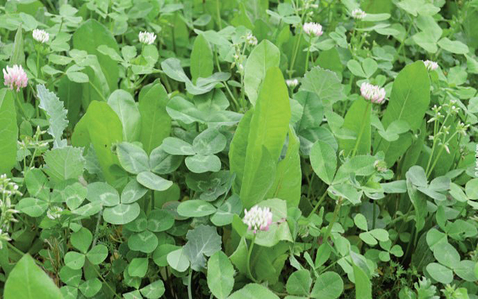 chicory clover