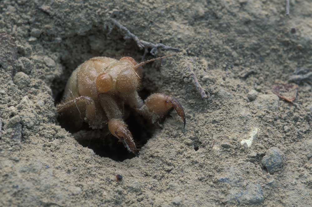 cicada emerging from the ground