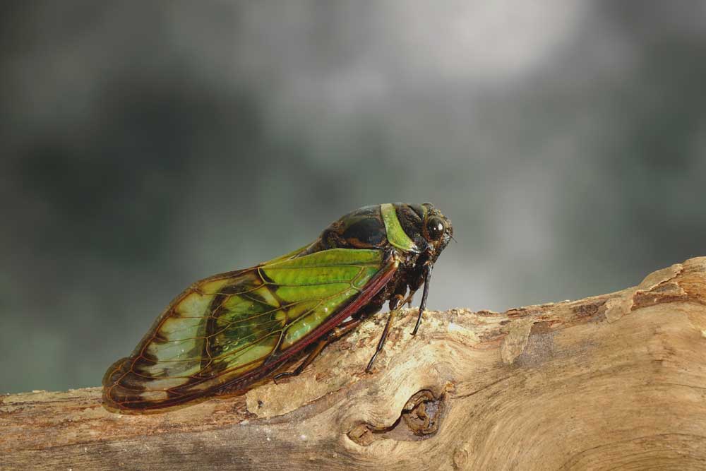 cicada on branch