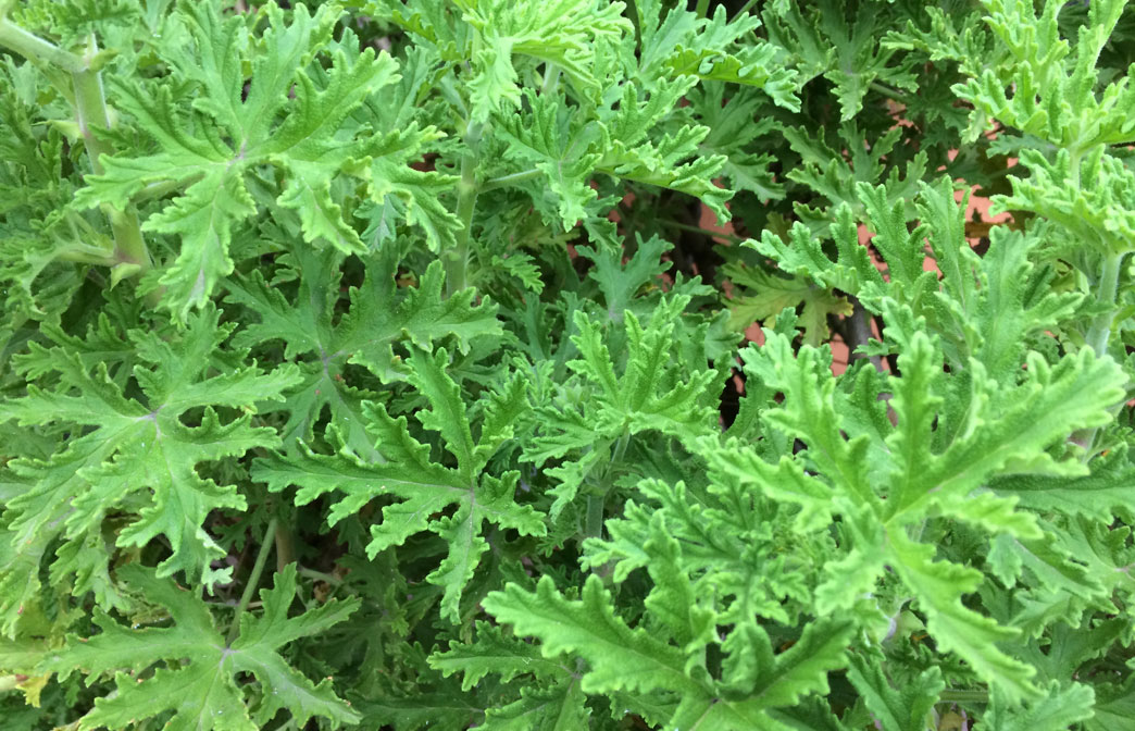 citronella plant