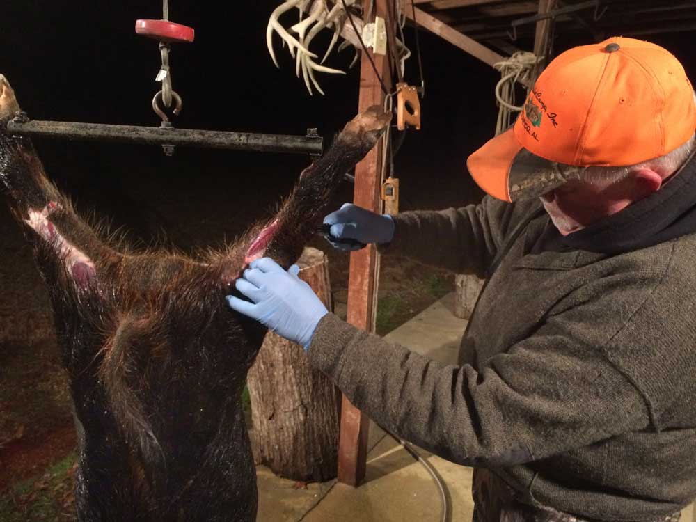 cleaning feral hog