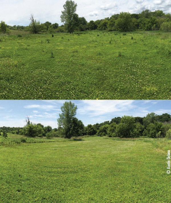 clover field before and after