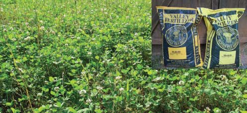 clover plot fertilizer