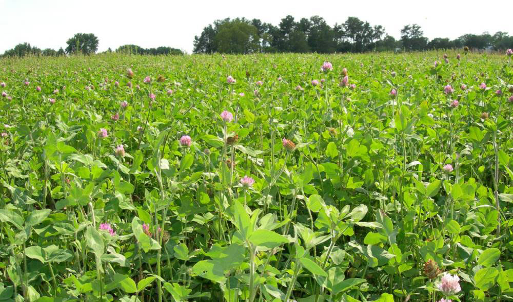 Clover Field