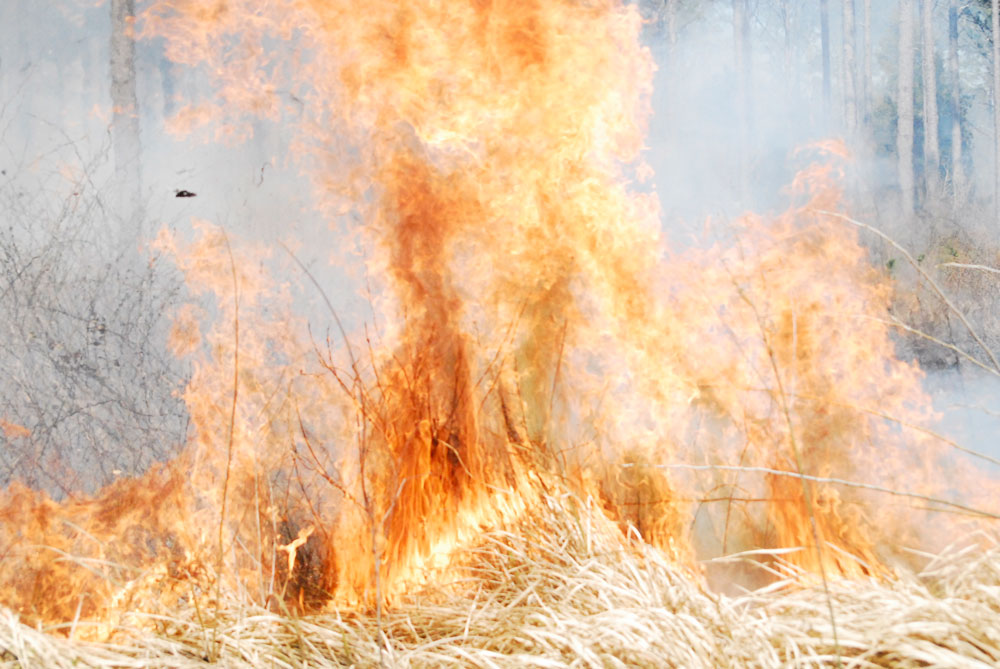 controlled burn