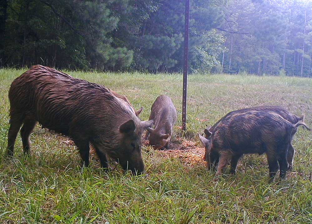 feral hogs at feeder