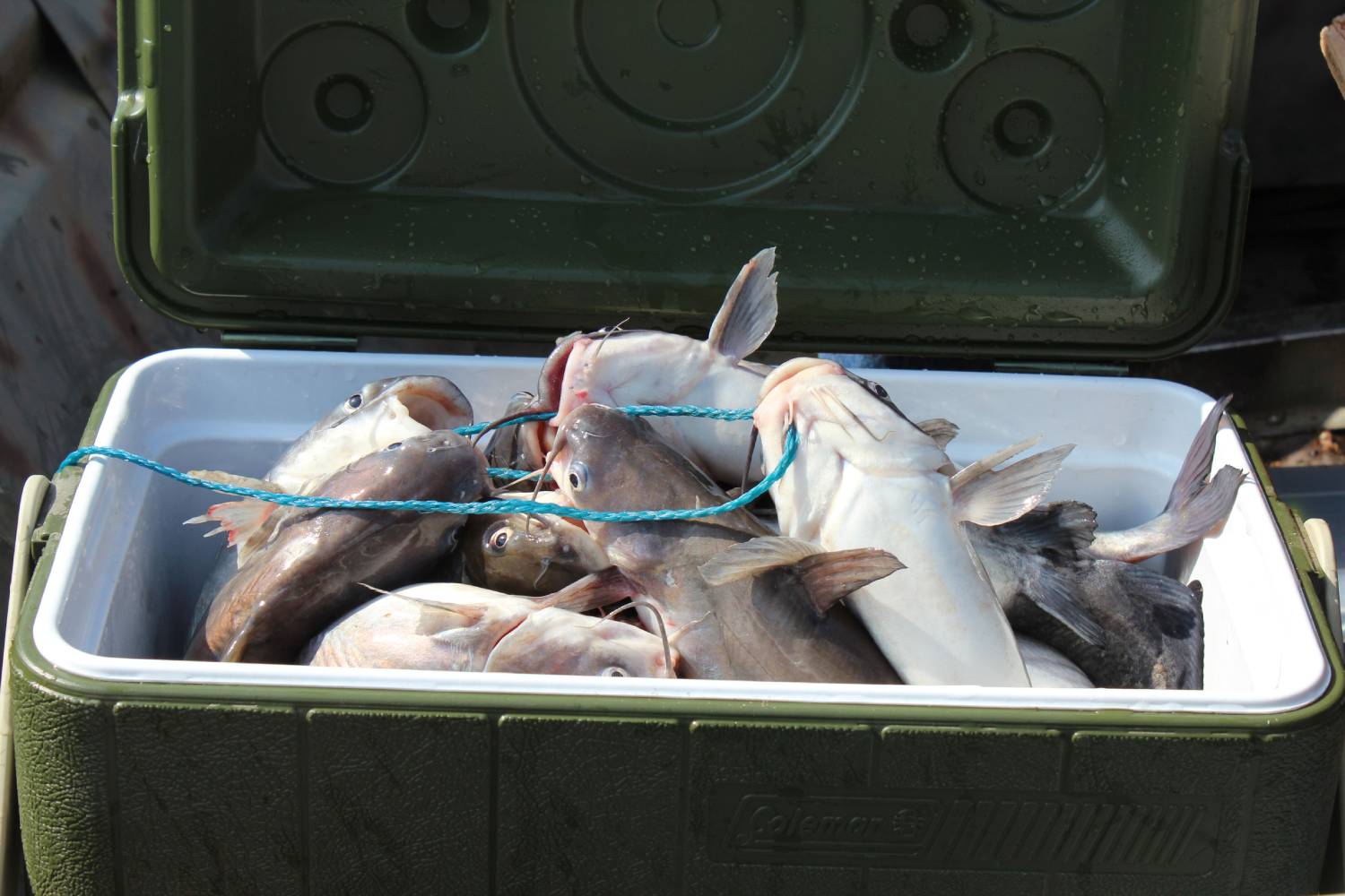 catfish