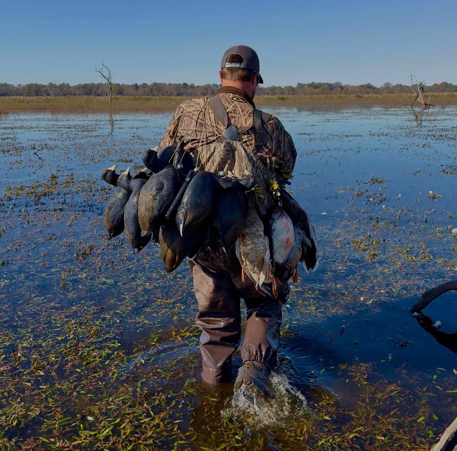 coot decoys