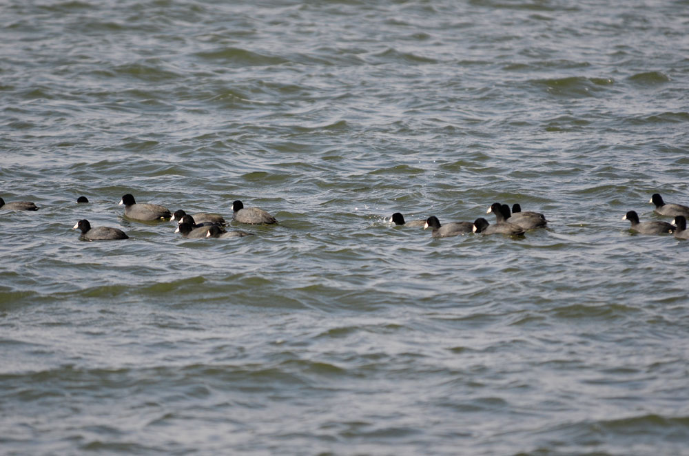 coots on lake