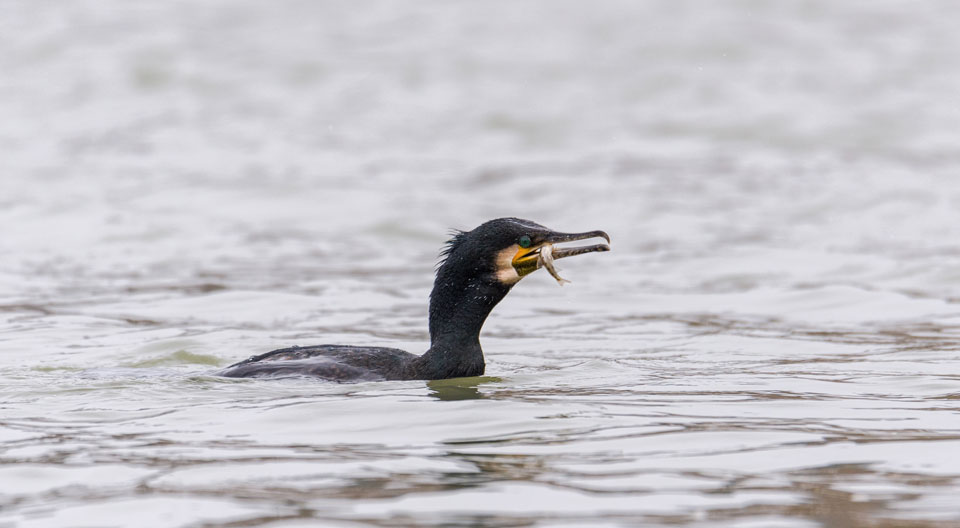 cormorant with fish