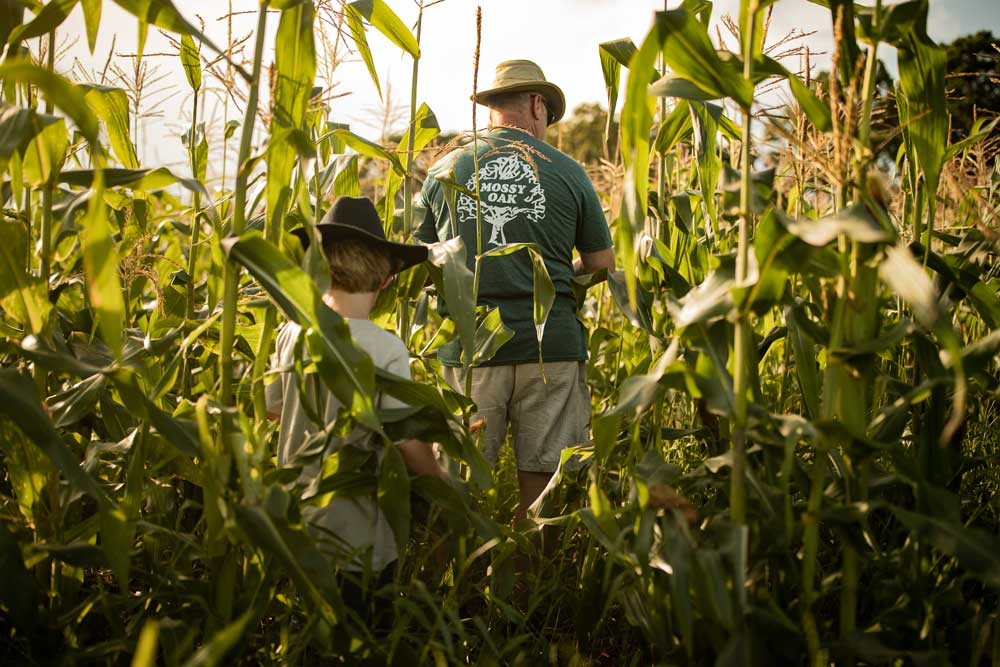 corn field