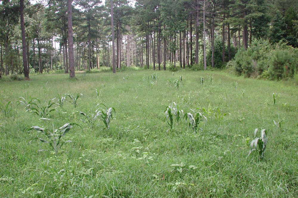 corn in weeds