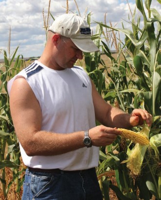 checking corn