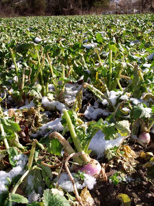 frost seeding food plot