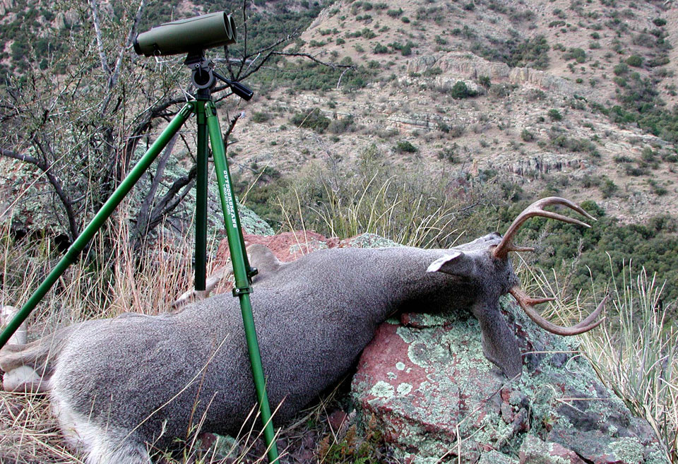 coues deer