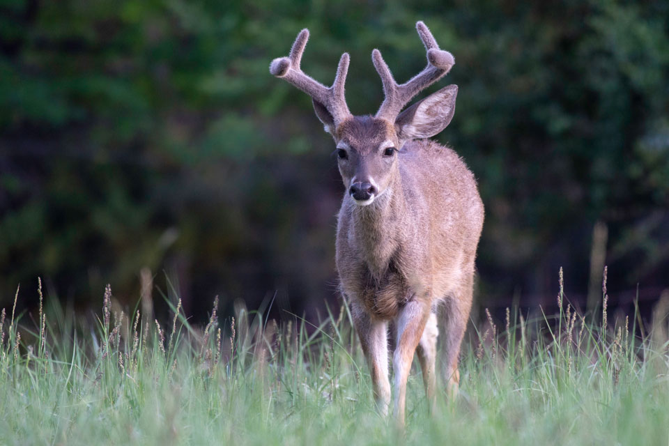 coues buck