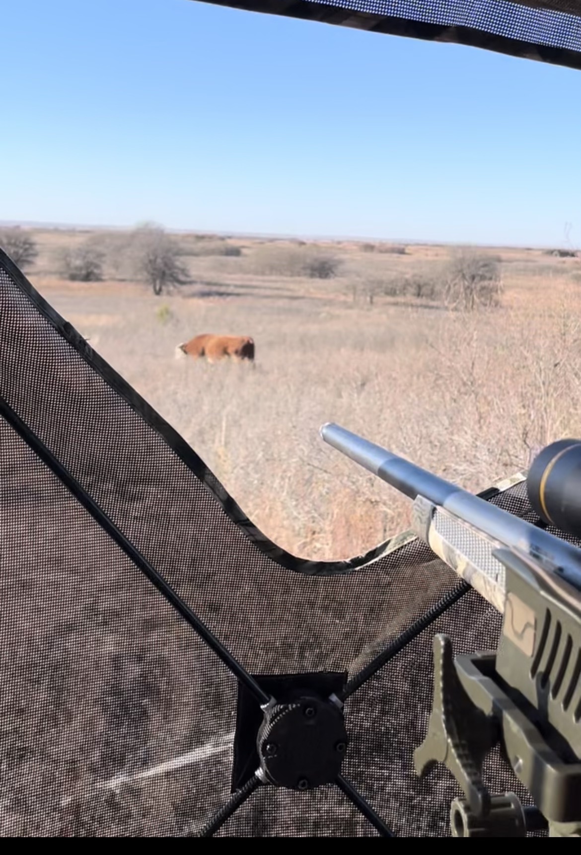 cow in front of blind