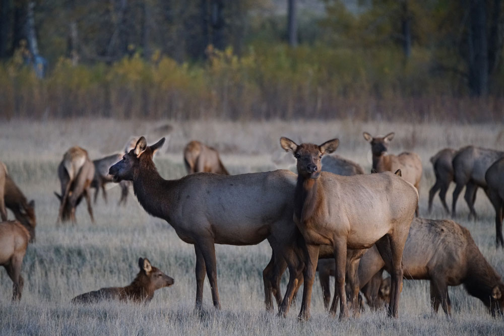 cow elk herd