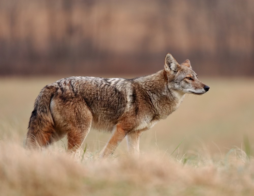 coyote