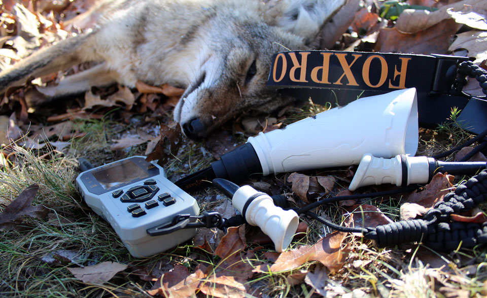 coyote calls