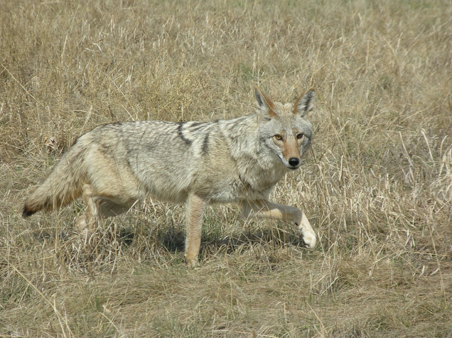 coyote control