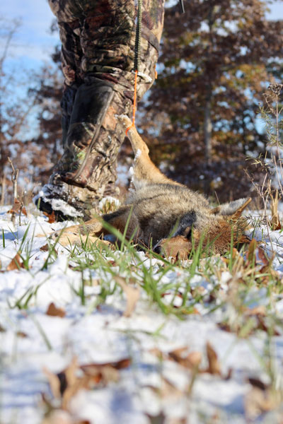 winter coyote