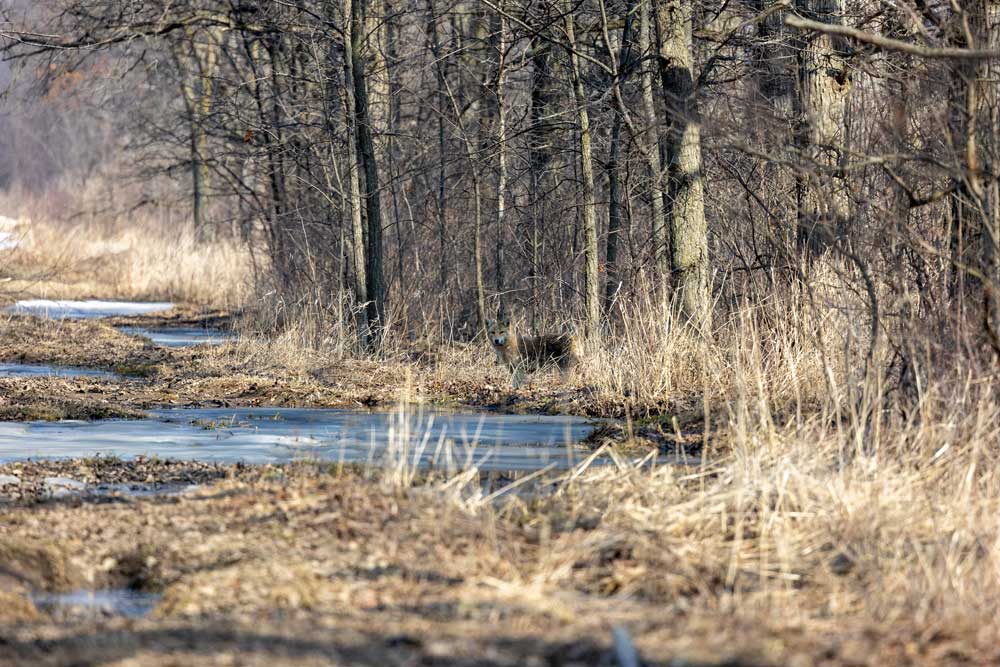 coyote peeking out of woods