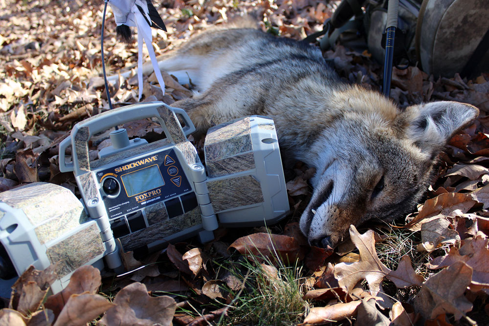 coyote next to electronic caller