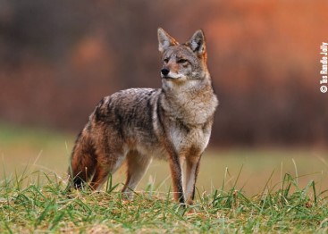 coyote standing