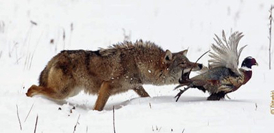 coyote and pheasant