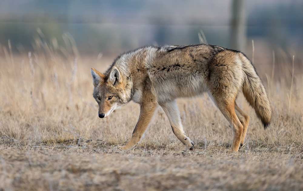 coyote