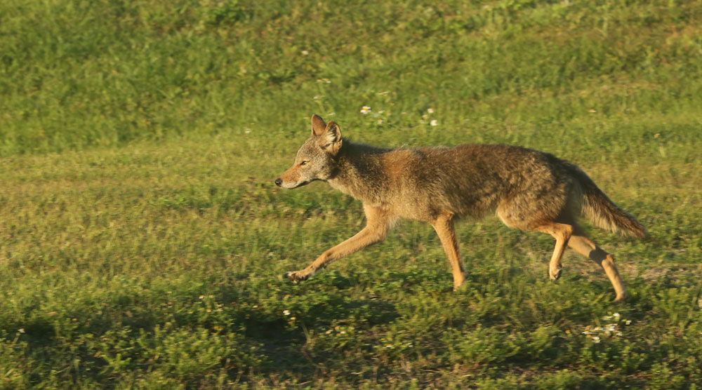 coyote