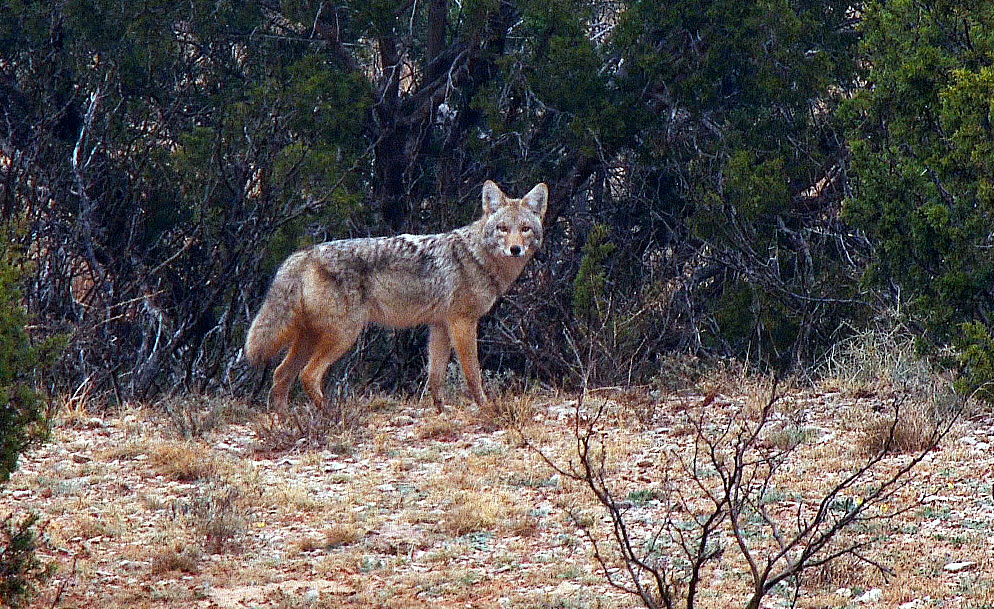 coyote