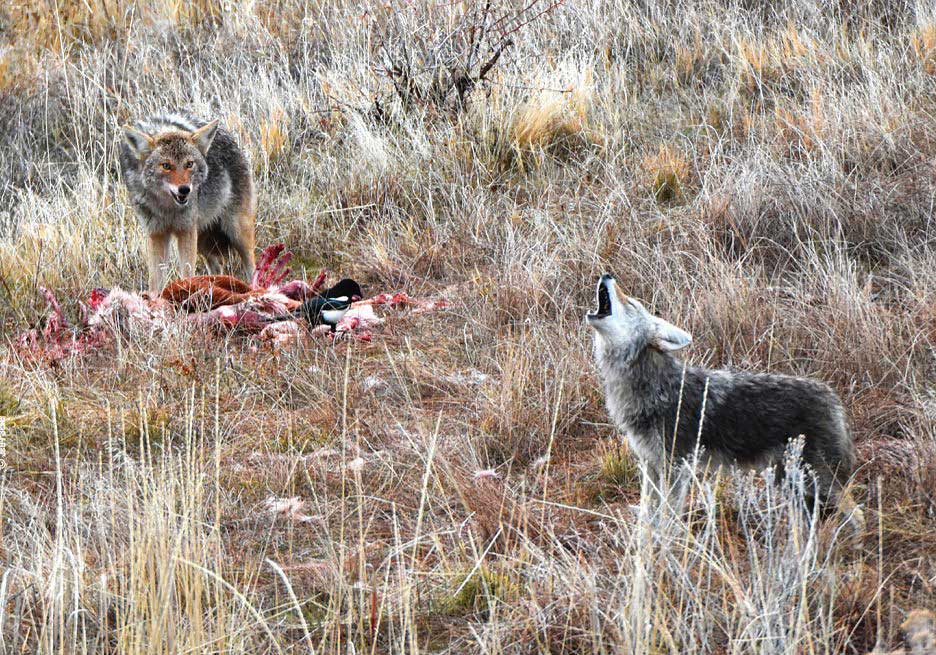 coyotes with carcass