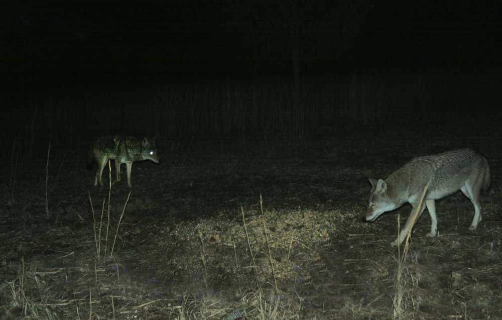 coyotes on game camera