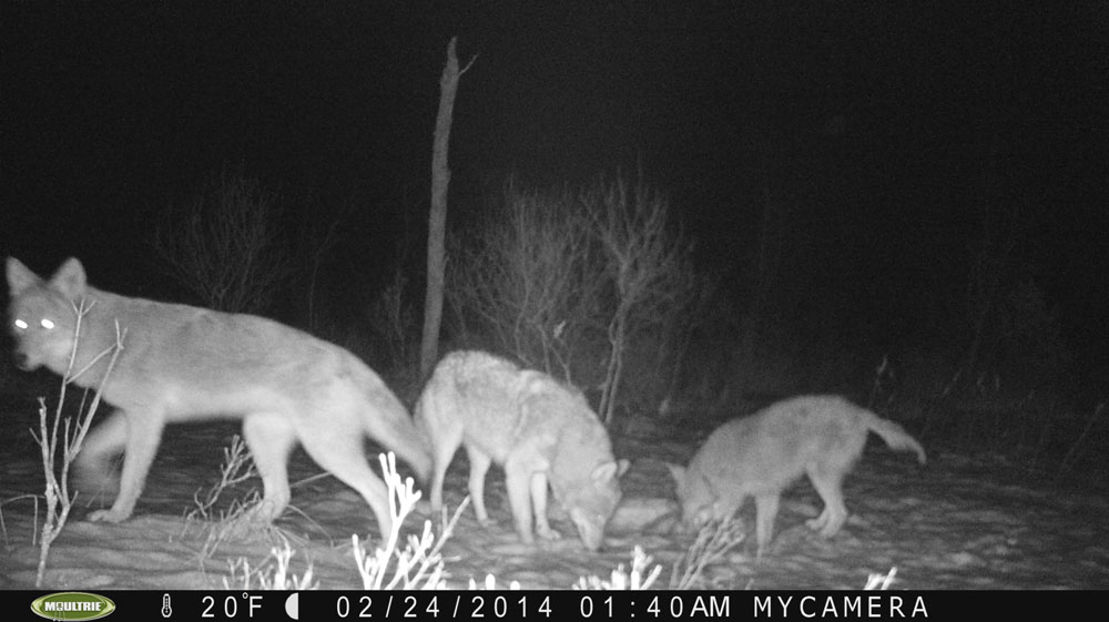 coyotes on game camera