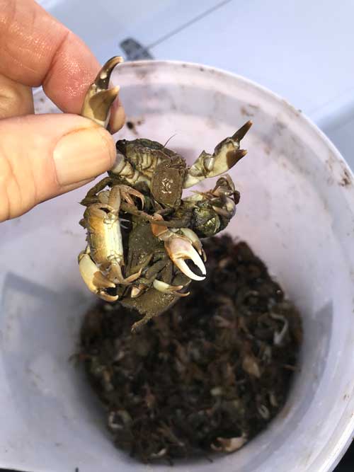 sheepshead bait crab