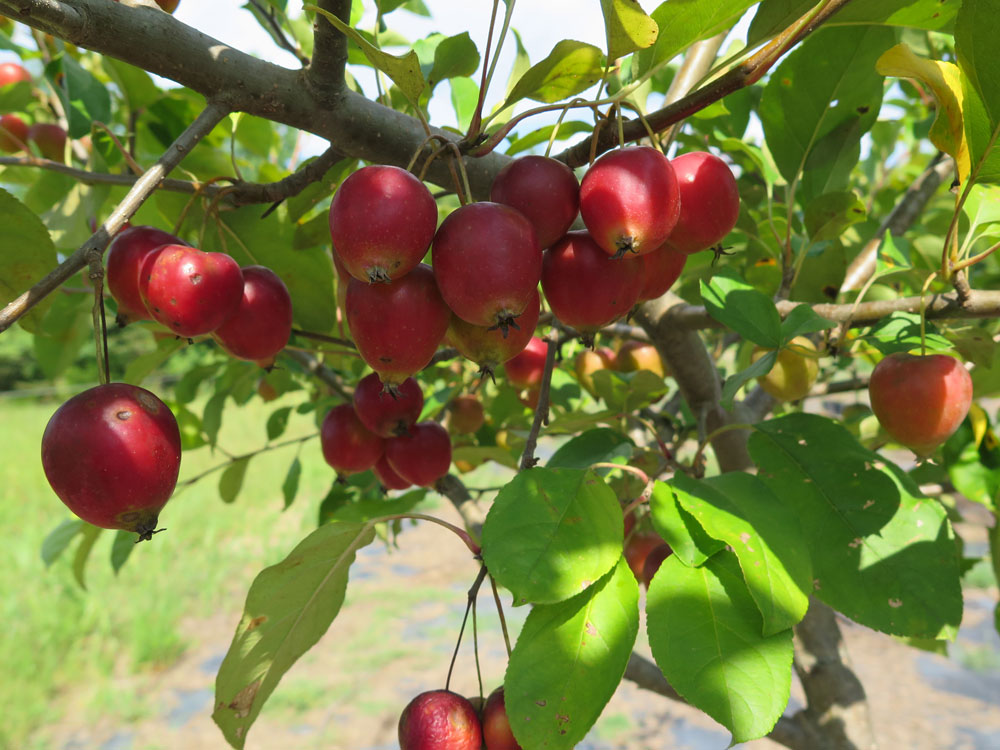 crabapple